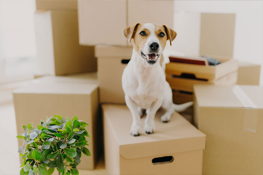 Comment déménager avec des animaux de compagnie : conseils et astuces